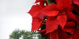 Giuliana Flores prevê aumento de 25% nas vendas no Natal Giuliana Flores prevê aumento de 25% nas vendas no Natal