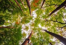 Florestas são uma fonte de benefícios para o ser humano Florestas são uma fonte de benefícios para o ser humano