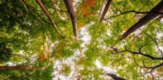 Florestas são uma fonte de benefícios para o ser humano Florestas são uma fonte de benefícios para o ser humano