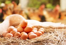 Giraffas reforça norma de uso obrigatório de ovos cage-free Giraffas reforça norma de uso obrigatório de ovos cage-free