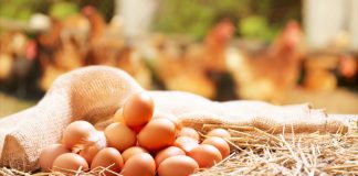 Giraffas reforça norma de uso obrigatório de ovos cage-free