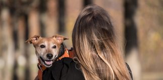Grupo Colina dos Ipês lança plano funerário para animais de estimação Grupo Colina dos Ipês lança plano funerário para animais de estimação