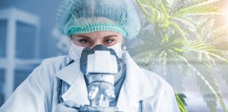 Acesso à Cannabis medicinal cresce e exige segurança Acesso à Cannabis medicinal cresce e exige segurança