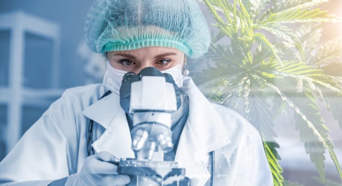 Acesso à Cannabis medicinal cresce e exige segurança Acesso à Cannabis medicinal cresce e exige segurança