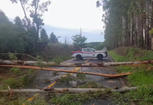 Defesa Civil faz retirada de eucaliptos que caíram durante a chuva e interditaram estrada que liga Pardinho a Botucatu