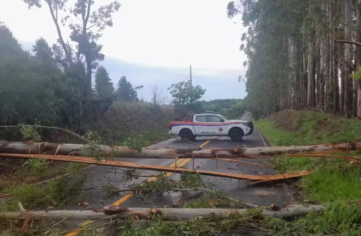 Defesa Civil faz retirada de eucaliptos que caíram durante a chuva e interditaram estrada que liga Pardinho a Botucatu