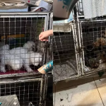 Botucatu: Mulher é presa suspeita de manter canil clandestino e maltratar cães