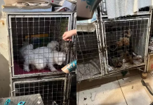 Botucatu: Mulher é presa suspeita de manter canil clandestino e maltratar cães