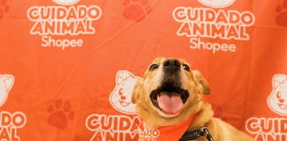 Shopee se une à Ampara Animal pelos cuidados aos animais
