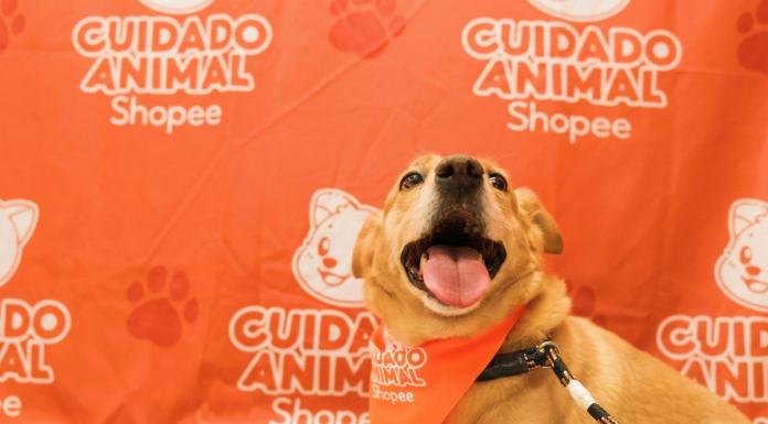 Shopee se une à Ampara Animal pelos cuidados aos animais Shopee se une à Ampara Animal pelos cuidados aos animais