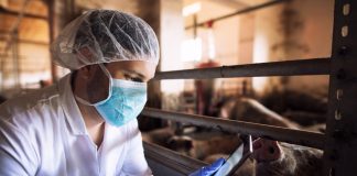 Frigoríficos investem mais em rastreabilidade da carne suína