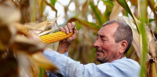 Agricultura familiar na Bahia quadruplica produtividade