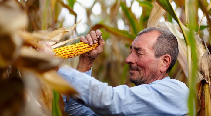 Agricultura familiar na Bahia quadruplica produtividade Agricultura familiar na Bahia quadruplica produtividade