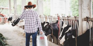 Escovas técnicas em nylon impulsionam higiene e eficiência na pecuária leiteira Escovas técnicas em nylon impulsionam higiene e eficiência na pecuária leiteira