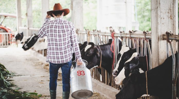 Escovas técnicas em nylon impulsionam higiene e eficiência na pecuária leiteira