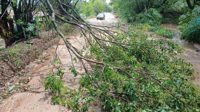 chuva-queda-arvore-botucatu-27012