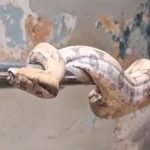 Jibóia é retirada de residência pela Vigilância Ambiental em Botucatu