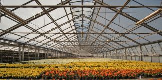 Altas temperaturas exigem atenção redobrada com flores e plantas no verão Altas temperaturas exigem atenção redobrada com flores e plantas no verão