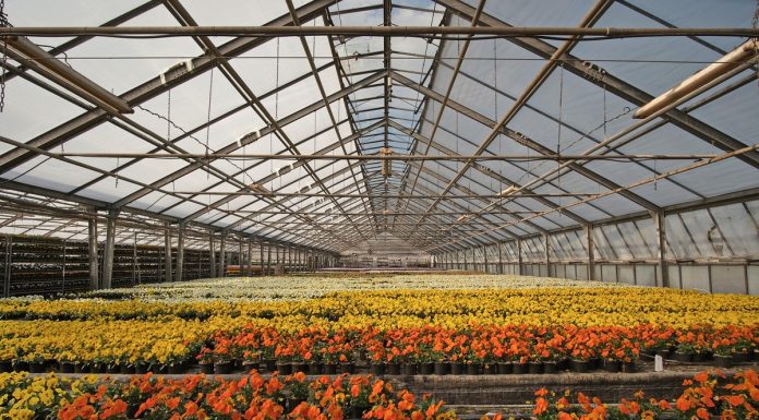 Altas temperaturas exigem atenção redobrada com flores e plantas no verão