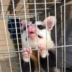 Gambá lidera resgates de animais silvestres em área urbana de Botucatu em 2025