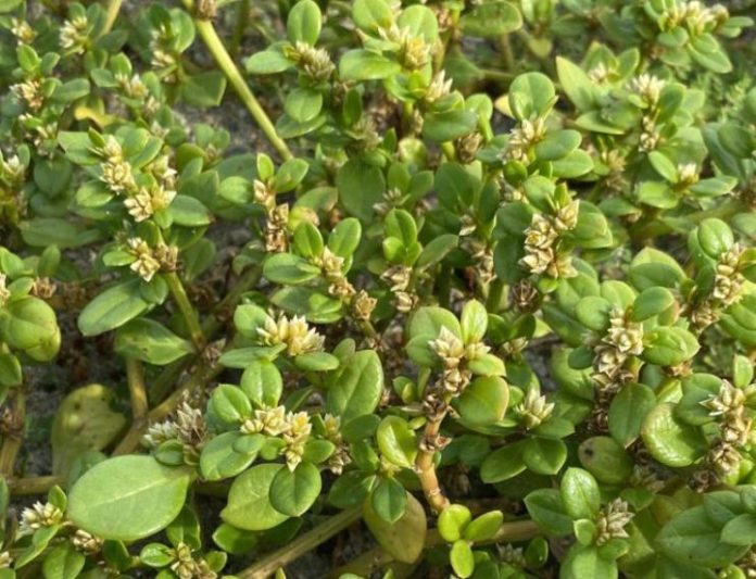 planta-estudo-unesp-080126 (1)