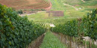 Projeto institucionaliza governança da vitivinicultura no RJ