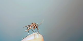 Tecnologia cria proteção contínua contra o Aedes aegypti