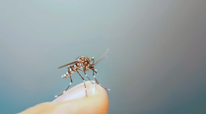 Tecnologia cria proteção contínua contra o Aedes aegypti Tecnologia cria proteção contínua contra o Aedes aegypti