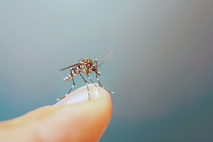 Tecnologia cria proteção contínua contra o Aedes aegypti