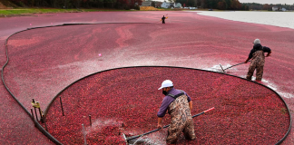 Aliado contra a infecção urinária, o cranberry começa a ganhar espaço no Brasil