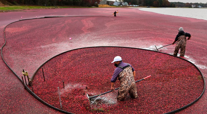 Aliado contra a infecção urinária, o cranberry começa a ganhar espaço no Brasil