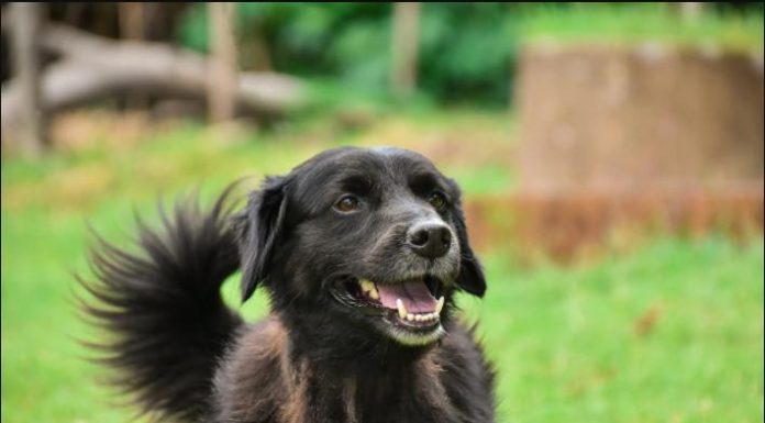 Botucatu: Vigilância promove vacinação antirrábica e microchipagem neste domingo, 8