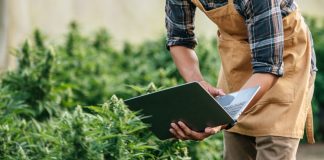 Novas RDCs da Anvisa aquecem mercado de cannabis medicinal