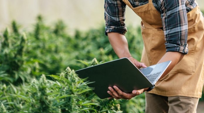 Novas RDCs da Anvisa aquecem mercado de cannabis medicinal