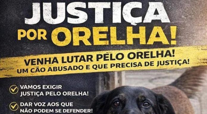Botucatu terá ato público em apoio ao caso do Cão Orelha no próximo fim de semana