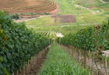 Governança do enoturismo fluminense será debatida em evento