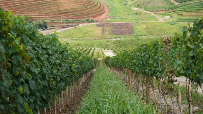 Governança do enoturismo fluminense será debatida em evento Governança do enoturismo fluminense será debatida em evento