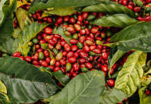 Potássio técnico ganha mais espaço no agro