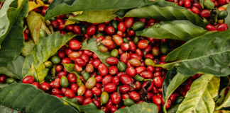 Potássio técnico ganha mais espaço no agro