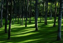 Mercado de carbono impulsiona a agenda ambiental e econômica