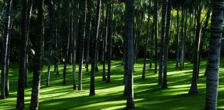 Mercado de carbono impulsiona a agenda ambiental e econômica