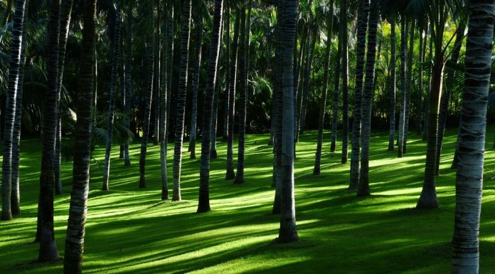Mercado de carbono impulsiona a agenda ambiental e econômica