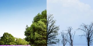 Empresa brasileira obtém 1ª acreditação UNFCCC das Américas