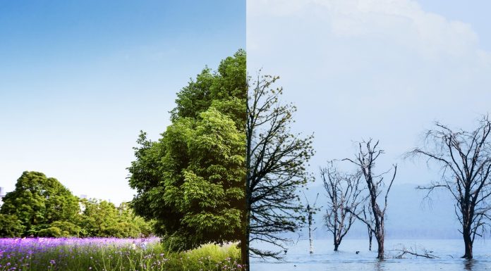 Empresa brasileira obtém 1ª acreditação UNFCCC das Américas