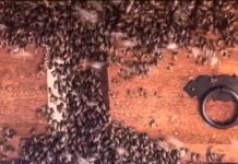 Caso com abelhas em casa de filha de Ana Maria Braga reforça alerta após ataque em Botucatu