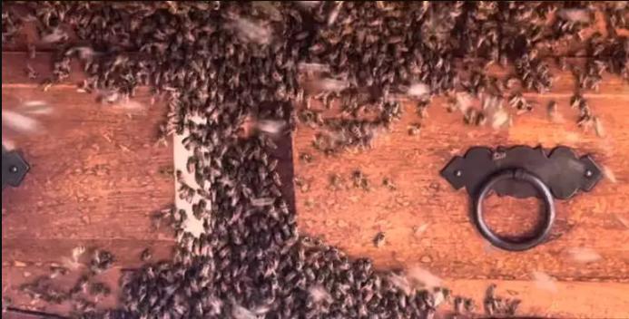 abelhas-casa-mariana-300326