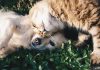 Campanha alerta para doença renal em pets no Brasil