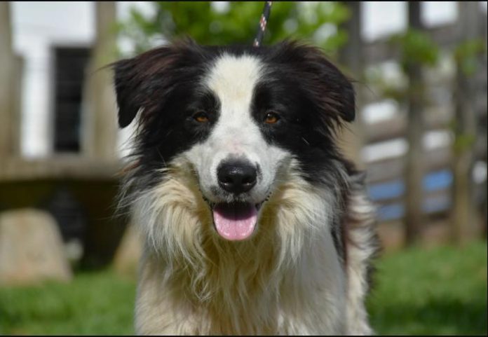 cachorro-adocao-botucatu-030326