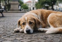 Botucatu pode criar programa para cães cuidados pela comunidade; entenda como funcionará