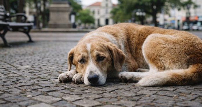 Botucatu pode criar programa para cães cuidados pela comunidade; entenda como funcionará